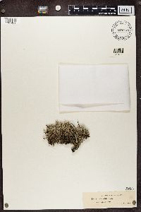 Cladina arbuscula subsp. mitis image