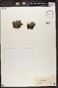 Cladonia phyllophora image