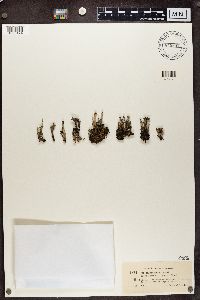 Cladonia chlorophaea image