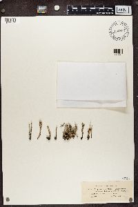 Cladonia gracilis image