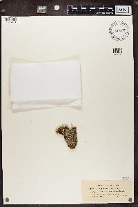 Cladonia squamosa image