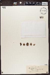 Cladonia chlorophaea image