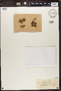 Cladonia furcata image