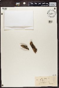 Cladonia botrytes image