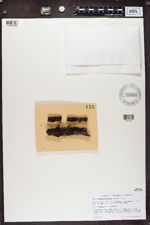 Lichenoconium usneae image