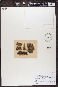 Media resource of Lichenoconium lecanorae