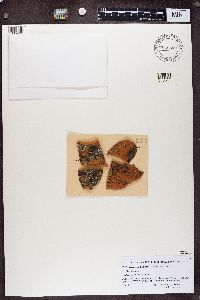 Image Associated With the Occurrence