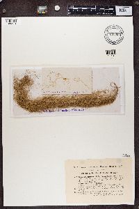 Media resource of Bryoria capillaris