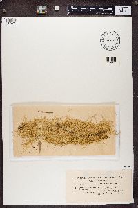 Evernia divaricata image