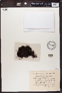 Cetraria aculeata image