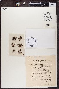 Cornicularia steppae image