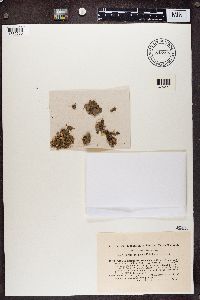 Peltigera lepidophora image