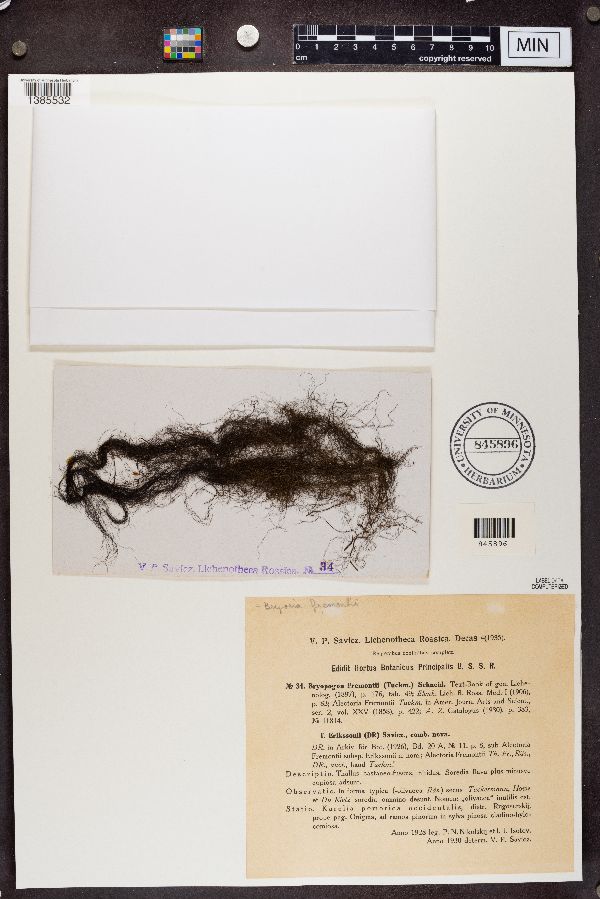 Bryopogon fremontii f. erikssonii image