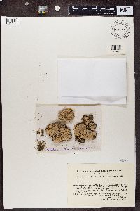 Baeomyces placophyllus image