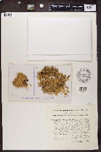 Media resource of Evernia esorediosa