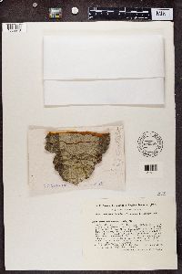 Pertusaria leioplaca image