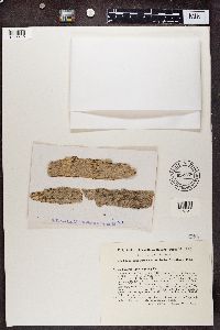 Image Associated With the Occurrence