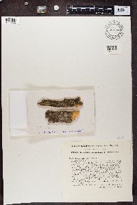 Phaeophyscia nigricans image