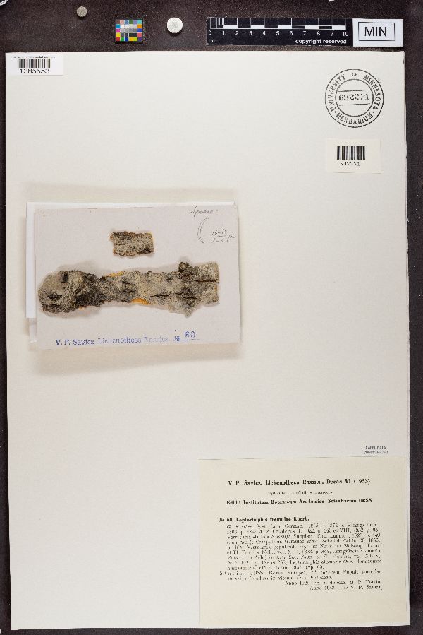 Leptorhaphis tremulae image