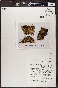 Cetraria ericetorum image