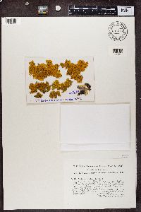 Xanthoria parietina image