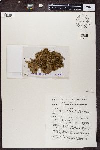 Nephroma resupinatum image
