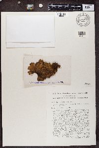 Lobaria retigera image