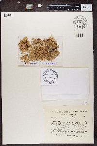 Evernia prunastri image