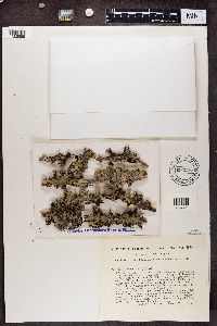 Platismatia glauca image