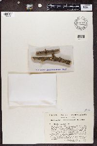 Rinodina pyrina image