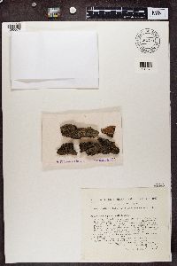 Amandinea punctata image