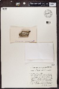 Variolaria amara image