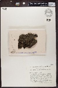 Trapeliopsis granulosa image