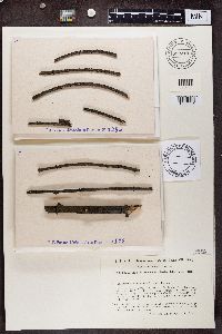 Scoliciosporum chlorococcum image
