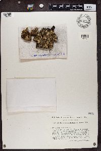 Peltigera didactyla image