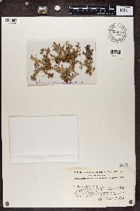 Stereocaulon tomentosum image