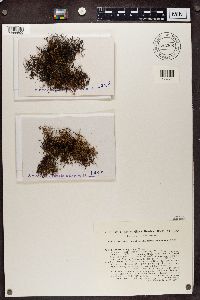 Alectoria nigricans image