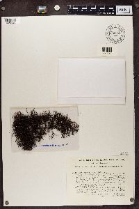 Coelocaulon divergens image