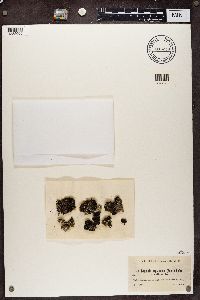 Cladonia squamosa image