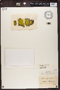 Chrysothrix candelaris image