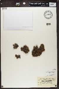 Peltigera canina image