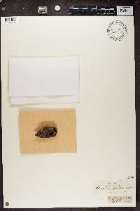 Image Associated With the Occurrence