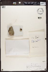 Acarospora lavicola image