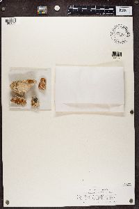 Caloplaca biatorina image