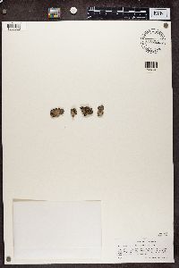 Umbilicaria vellea image