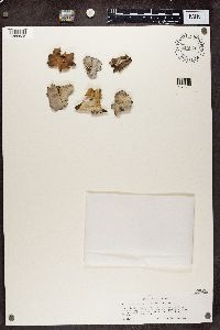 Dermatocarpon miniatum image