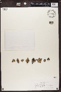 Umbilicaria aprina image