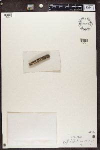 Physcia stellaris image