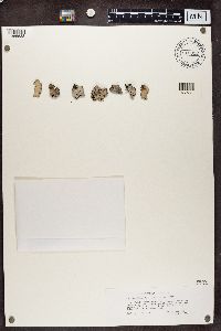 Umbilicaria vellea image