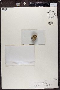 Lecanora argopholis image